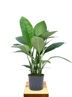 Spathiphyllum Sensation Hydro 70cm 18/19