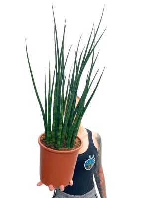 Bogenhanf Sansevieria Fernwood