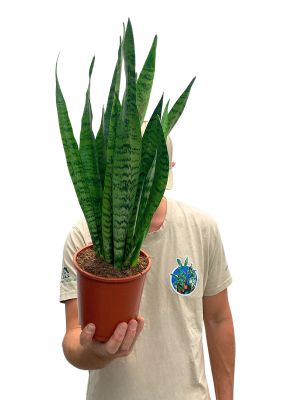 Bogenhanf Sansevieria Zeylanica