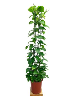 Goldene Efeutute Epipremnum aureum