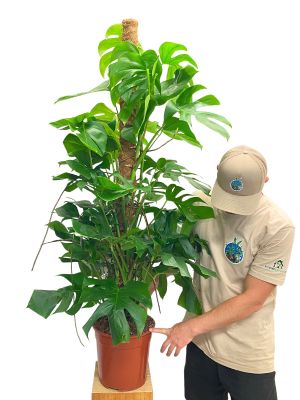 Monstera Deliciosa Moosstab