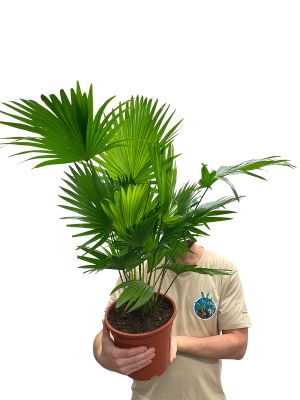 Fan Palm Livistona Rotundifolia