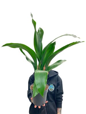 Schusterpalme Aspidistra Elatior