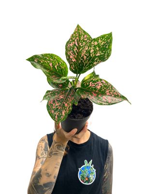 Aglaonema Rosa Leopard