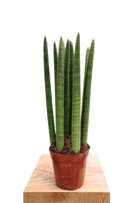 Bogenhanf Sansevieria Straight
