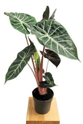 Alocasia Pink Dragon