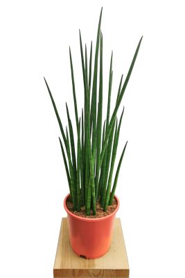 Bogenhanf Sansevieria Mikado