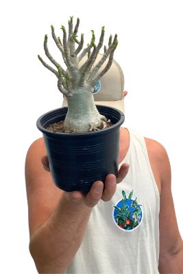 Wüstenrose Adenium Arabicum Baobab