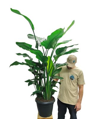 Strelitzia Nicolai Tuff