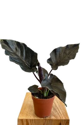 Alocasia Antoro Velvet