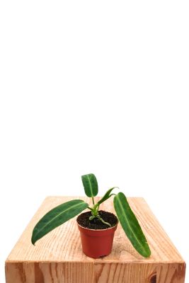 Baby Anthurium Warocqueanum