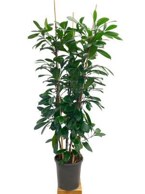 Ficus Cyathistipula verzweigt