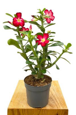 Wüstenrose Adenium Obesum Rot