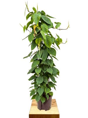 Hydro - Philodendron Scandens Moosstab