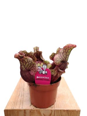 Schlauchpflanze Sarracenia Purpurea
