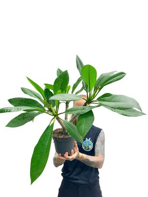 Frangipani Plumeria Hawaiian 