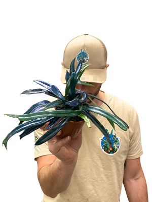 Microsorum Thailandicum