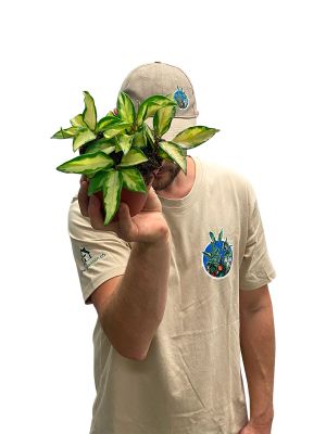 Hoya Carnosa Tricolor