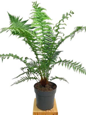 Baumfarn Dicksonia Antarctica
