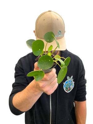 Baby Ufopflanze Pilea Peperomoides