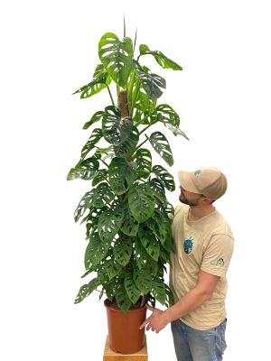 Monstera Obliqua Monkey Mask Moosstab