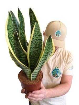 Sansevieria Futura Superba