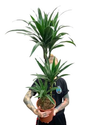 Dracaena Warneckei