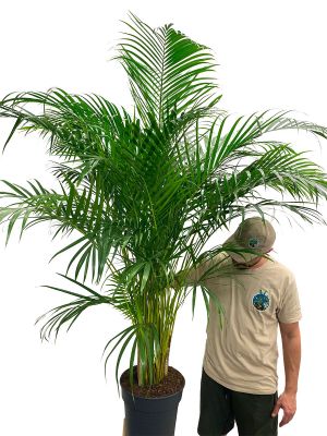 Dypsis Areca Goldfruchtpalme