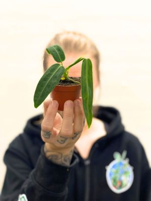 Baby Anthurium Warocqueanum