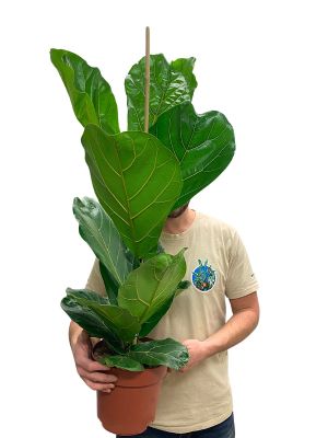 Geigenfeige Ficus lyrata