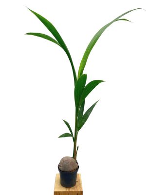 Kokospalme Cocos Nucifera