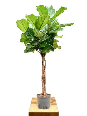 Hydro - Geigenfeige Ficus lyrata - Stamm geflochten 