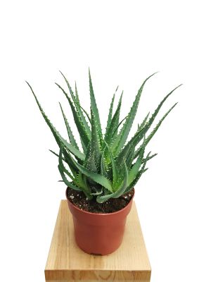 Aloe Arborescens Bio