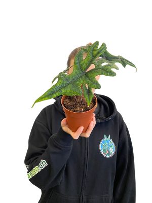Alocasia Jacklyn