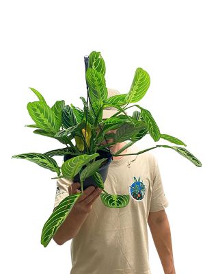 Hänger - Maranta Lemon Lime