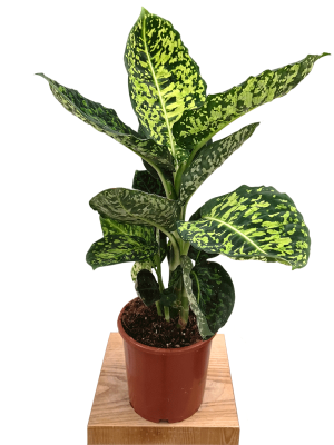 Dieffenbachia Reflector