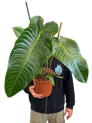 Anthurium Veitchii - Gross