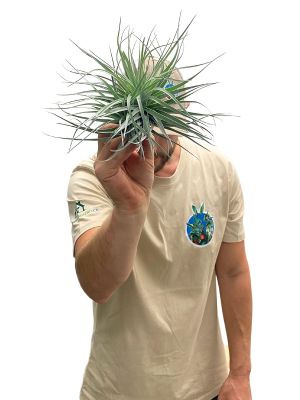 Tillandsia Silver
