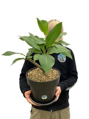 Frangipani Plumeria Hawaiian