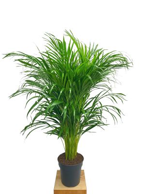 Areca Goldfruchtpalme