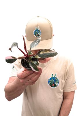 Baby Philodendron Pink Princess