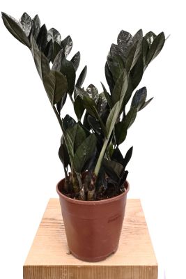 Zamioculcas Black Raven