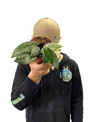 Hoya Carnosa Stardust