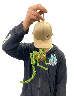 Dischidia Nummularia Schneckenhaus- Pflanze