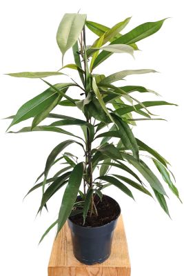 Ficus Amstel King
