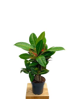 Wunderstrauch Codiaeum Petra