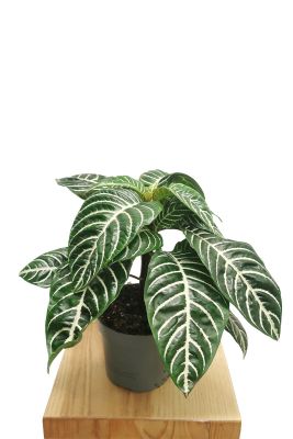 Zebrapflanze Aphelandra Squarrosa