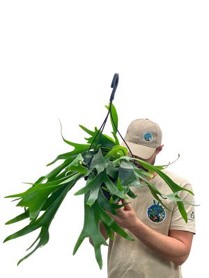 Hänger - Geweihfarn Platycerium Bifucatum