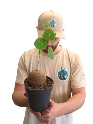 Stephania Mondsamenpflanze Knolle