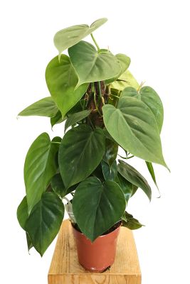 Philodendron Scandens Moosstab